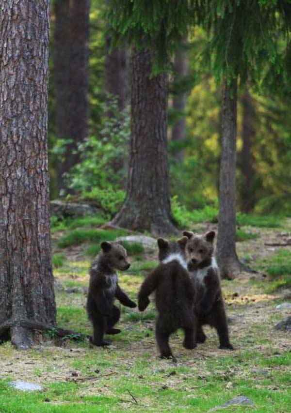 【小ネタ】3匹の子熊が森で何らかの儀式を執り行っている様子