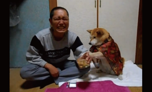 【動画】お酒を呑もうとすると必死に止めてくる柴犬のマリちゃんが超可愛い！！