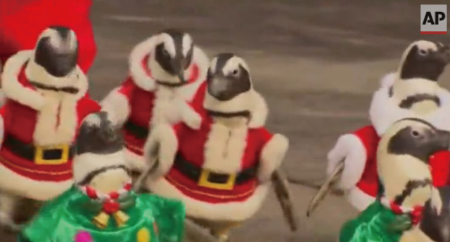 韓国の動物園でサンタに扮したペンギンのパレードが開催されて話題に