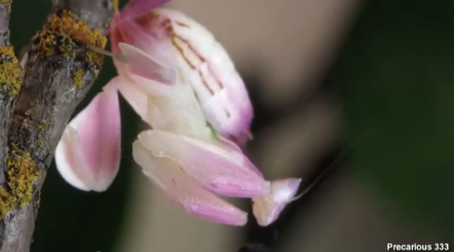 【昆虫・閲覧注意】凄い完成度で蘭の花になりすますカマキリ「Orchid Mantis」が凄い！