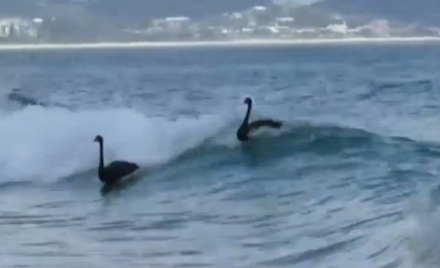 【動画】ゴールドコーストにサーフィンをするブラックスワン集団が現れた！