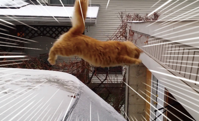 【動画】車の上から屋根に飛び移ろうする猫が雪で滑って失敗しちゃうハプニング