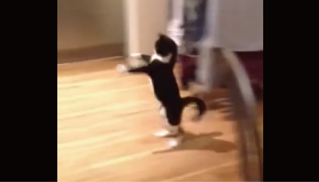 【動画】カンガルー･･･いや、キョンシーみたいな動きをする猫