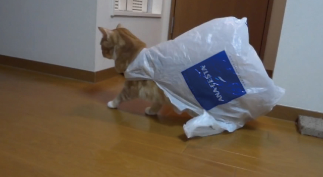 【あるある】猫がビニール袋で遊んでいたら高確率で陥る現象